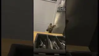 Обычный Австралийский бармен 😂