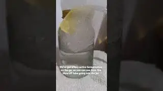 A very active fermentation
