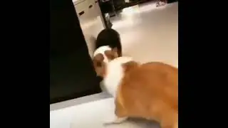 Корги | jokeswithanimals_ | Тик Ток 