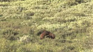 Grizzly 610's cubs wrestle