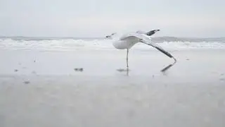 Wildlife || No Copyright video || Raw Footage