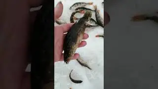 мой улов за сегодня..