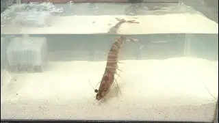 Raise the tiger prawn bought at the grocery store