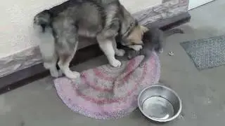 Самый терпеливый кот в мире, хД
