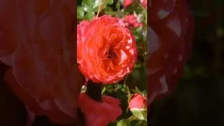 розариум ютерсен