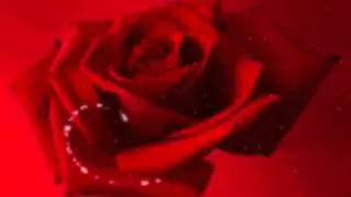 Gerd Böttcher - Roses for you