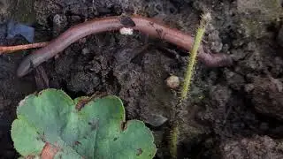 1/14/2024  Timelapse Earthworm in the garden