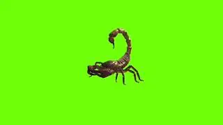 Walking scorpion green screen।cartoon green screen।Scorpion green screen।ostad animation