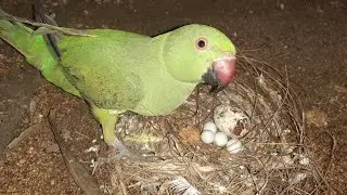 Indian green Parrot morning meet