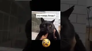Интересно кто?  #cat #милота #веселыекоты #топ #лайк #подпишись #гангстеры #кот #котик #love #like