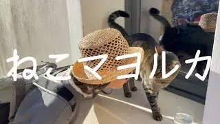 チューが熱烈すぎる猫 ねこドイツ番外編