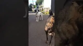 Dog 🐶 