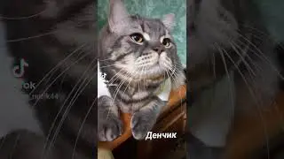 #cat #кот