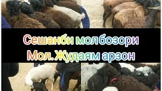 #мол_бозор