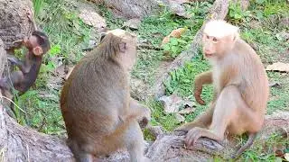 Monkey watching her baby playing