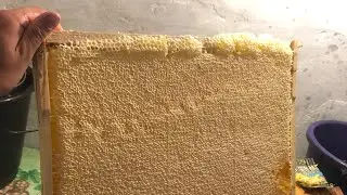 Качаю мёд🍯 потихоньку неспеша) Вторая качка, подсолнух 🌻