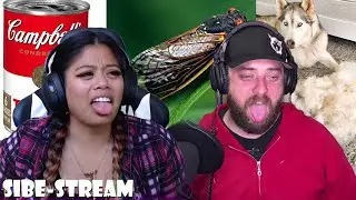 Shed Happens, Cicadas, and Natural "Doggy Hair Dye" | Sibe-Stream Podcast 008