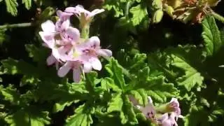 GEEZER CONFRONTS ZIKA VIRUS WITH CINTRONELLA
