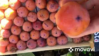 Хурма. Как укрыть хурму на зиму.Наш опыт.Запорожье.2020