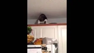 Cat Climb Doesn't Go As Planned!