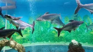 All types of fish in water acquarium #shortsfeed #shorts #trending #viralvideo #viralreels #aquarium