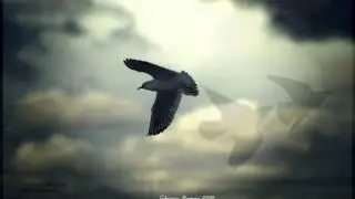 Gorn -  "Old seagull"