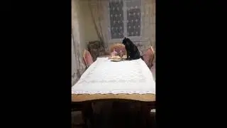 Что делает кот, когда хозяев нет дома ?