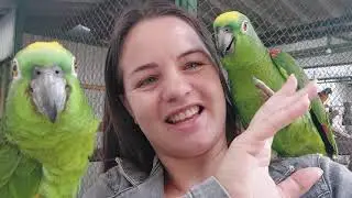 Quem já viu um papagaio manso assim?