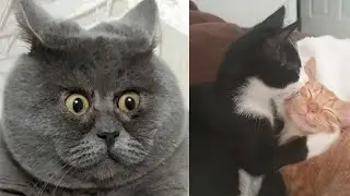 Funniest Cat Videos / En Komik Kedi Videoları
