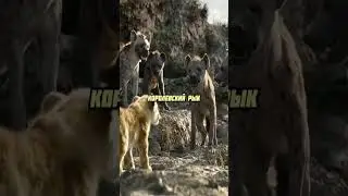 Муфаса не дал Симбу,в обиду гиенам😋