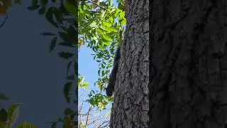 Тайская белка #shorts
