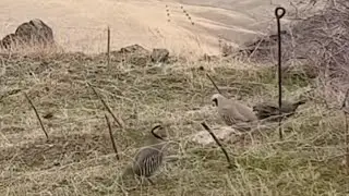 Охота на Кеклик шикори кабг курапатка hunting for chukar