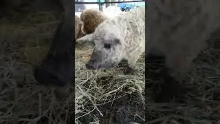 венгерская мангалица