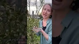 РАСТЕНИЕ-ПАРАЗИТ / удивительные гнезда на деревьях растут прямо на них