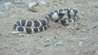 Snakey Snake