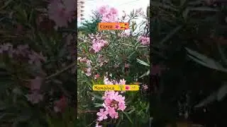 Сочи 🌞. Мамайка🌴.Красивые цветы олеандры 🌺🤗.