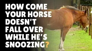 Why Do Horses Sleep Standing Up?