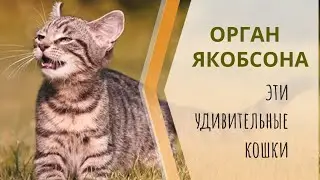 Орган Якобсона.Как это работает. Эти удивительные кошки.