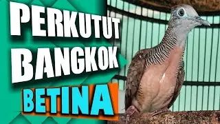 Pancingan perkutut bangkok betina,cocok untuk perkutut malas bunyi