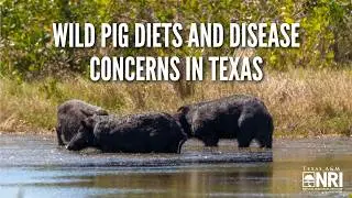 Wild Pig Diets and Disease Concerns in Texas