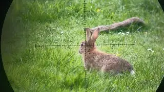 Could This New Rifle Be a Keeper? AirMaks Katran