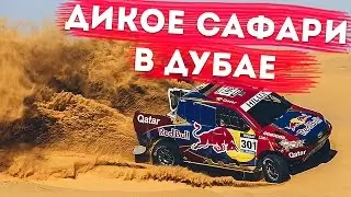 Отдых в Дубае. Сафари в Дубае, ОАЭ: Дикое сафари в Дубае