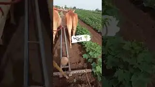 ખેડૂતો ,🌾 ખેતી વાડી # ખેડૂત