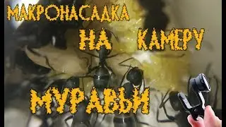 МУРАВЬИ! МАКРОСЪЁМКА! НАСАДКА НА КАМЕРУ СМАРТФОНА ДЛЯ МАКРОСЪЁМКИ!