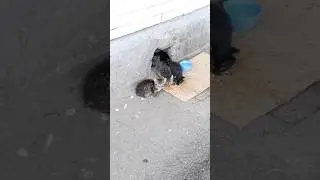 СПб, недалеко от метро Гражданский проспект 