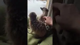 Сурикаты💗