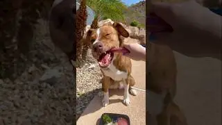 Raw feeding dog ASMR 🦴🐕🥩 