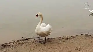 ko'l buylab sayohat