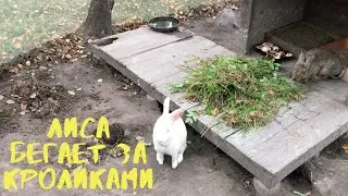 Лиса бегает за кроликами, раскидываем отсев, собираем грибы на участке и мир на ладошке