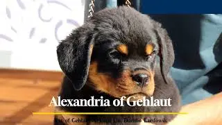 Alexandria of Gehlaut •|| Xia X Dambo||• #puppy #dog #rottweiler #trending #viral #viralvideo